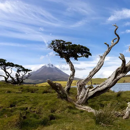 Sea Vine - Azores Eco *